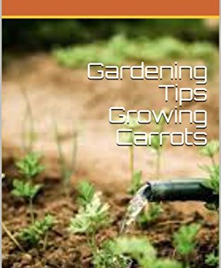 Gardening Tips Growing Carrots