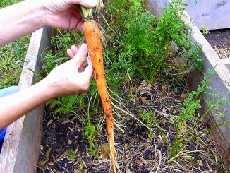 The trick to growing GREAT carrots!