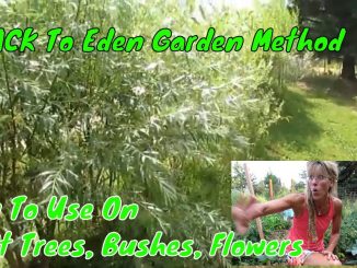 Back To Eden Gardening For Your Fruit Trees And Berry Bushes