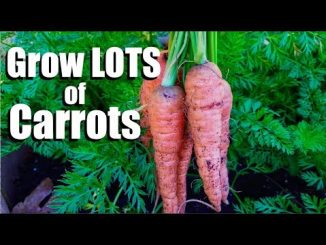 Grow LOTS of Carrots - 3 Tips