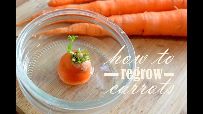 How to regrow carrots? Tutorial to sprout carrots by Wastele...