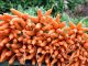 How to Grow Carrots - Growing Carrots Made Easy